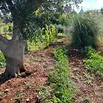Trullo In Vigna