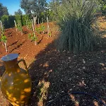 Semesterbostad Trullo In Vigna Cisternino